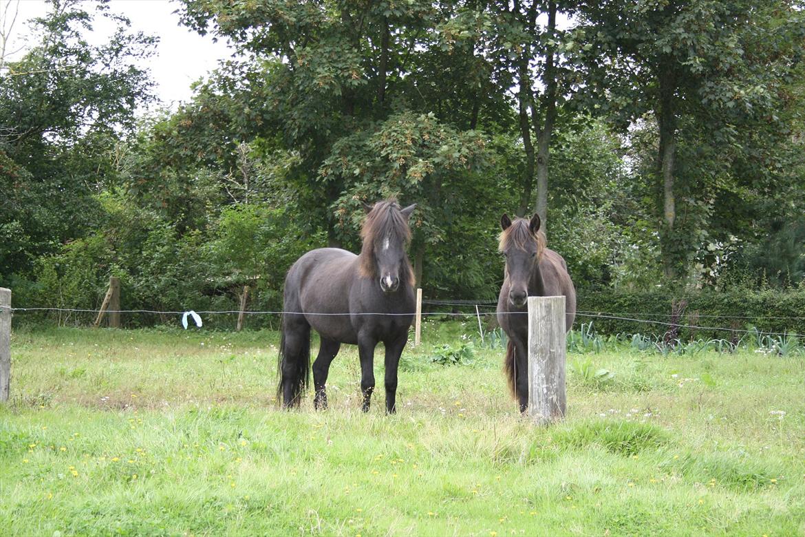 Islænder Ari fra Sysselhaven - Ari og hans ven Geysir.. billede 13