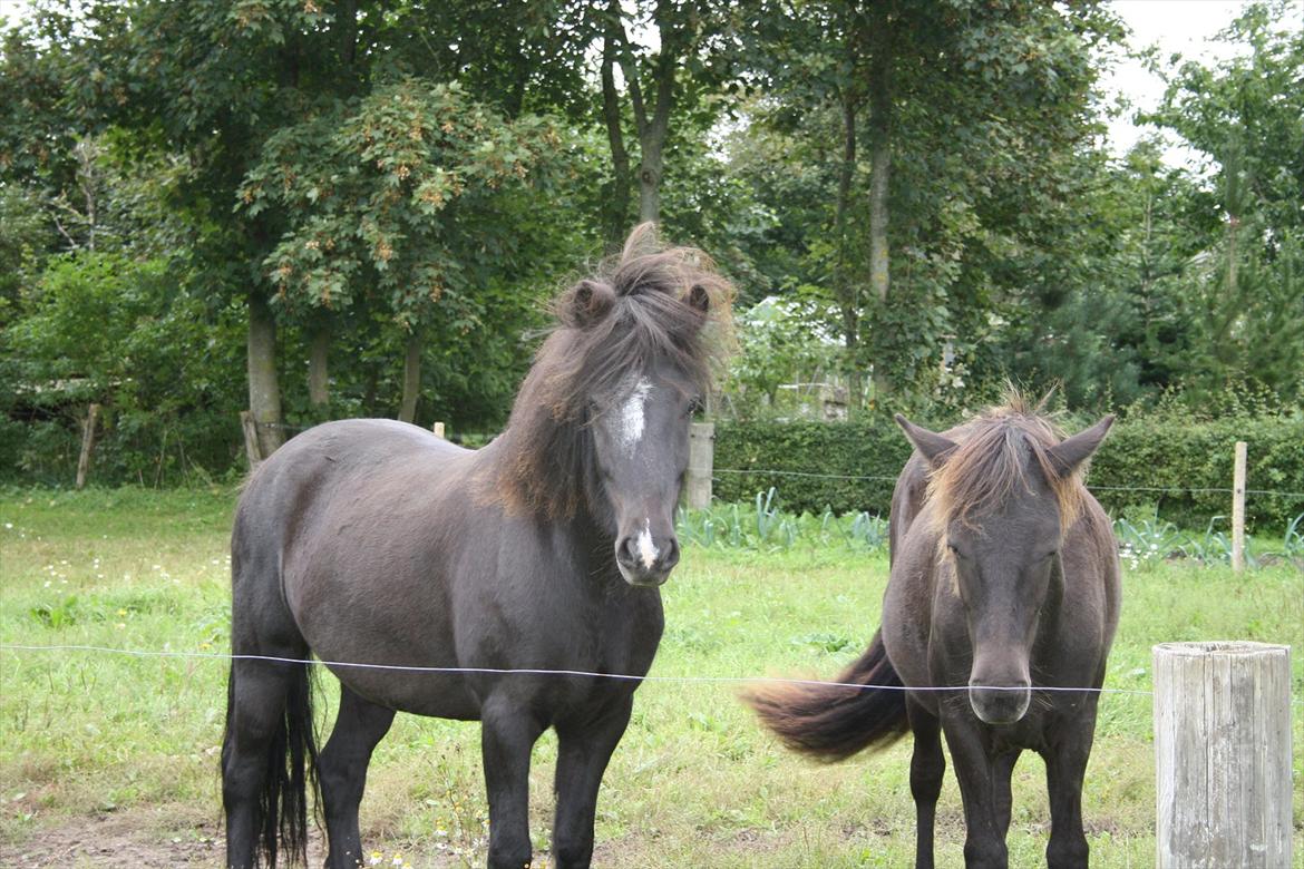 Islænder Ari fra Sysselhaven - Hmm dårlig hårdag ;-) billede 14