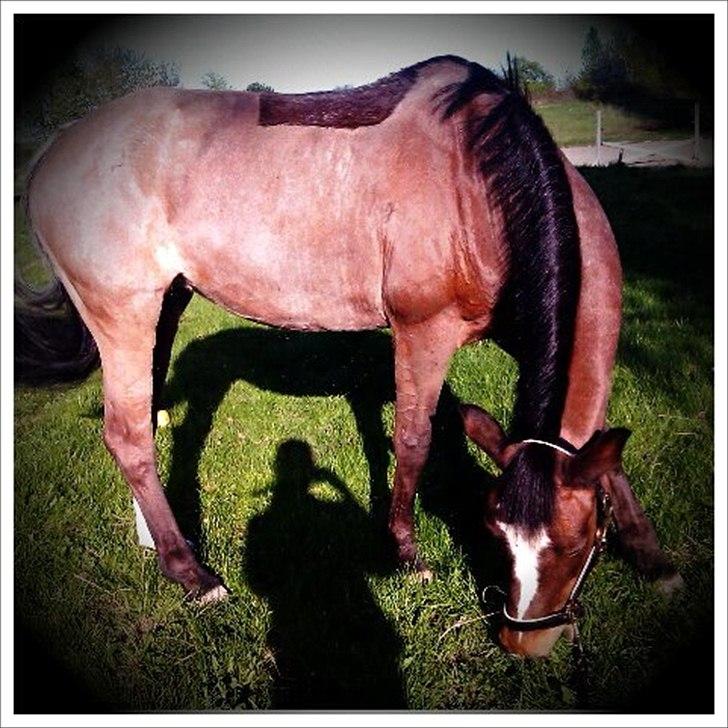 Anden særlig race Jenny Wren - Mit lys 
Min stjerne!

Jenny<3
 billede 12