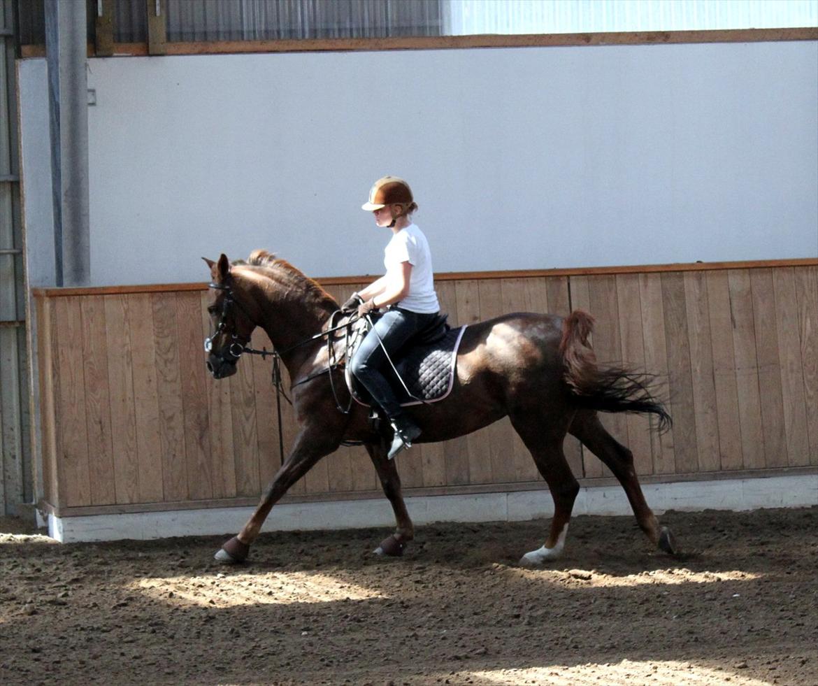 Anden særlig race Sabrina.. PASSER! R.I.P<3 billede 17