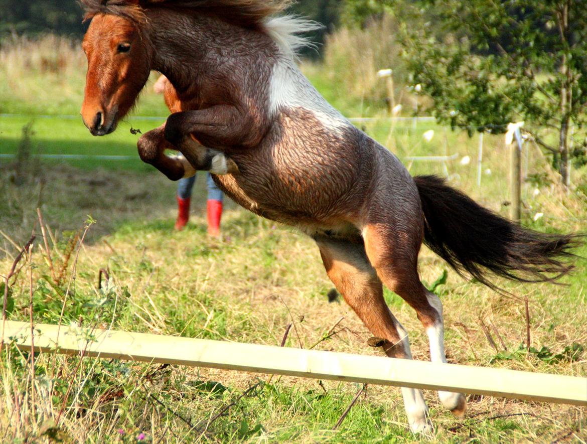 Shetlænder Archie - September 2011 
Løsspringning

* Foto: Barløse* billede 4