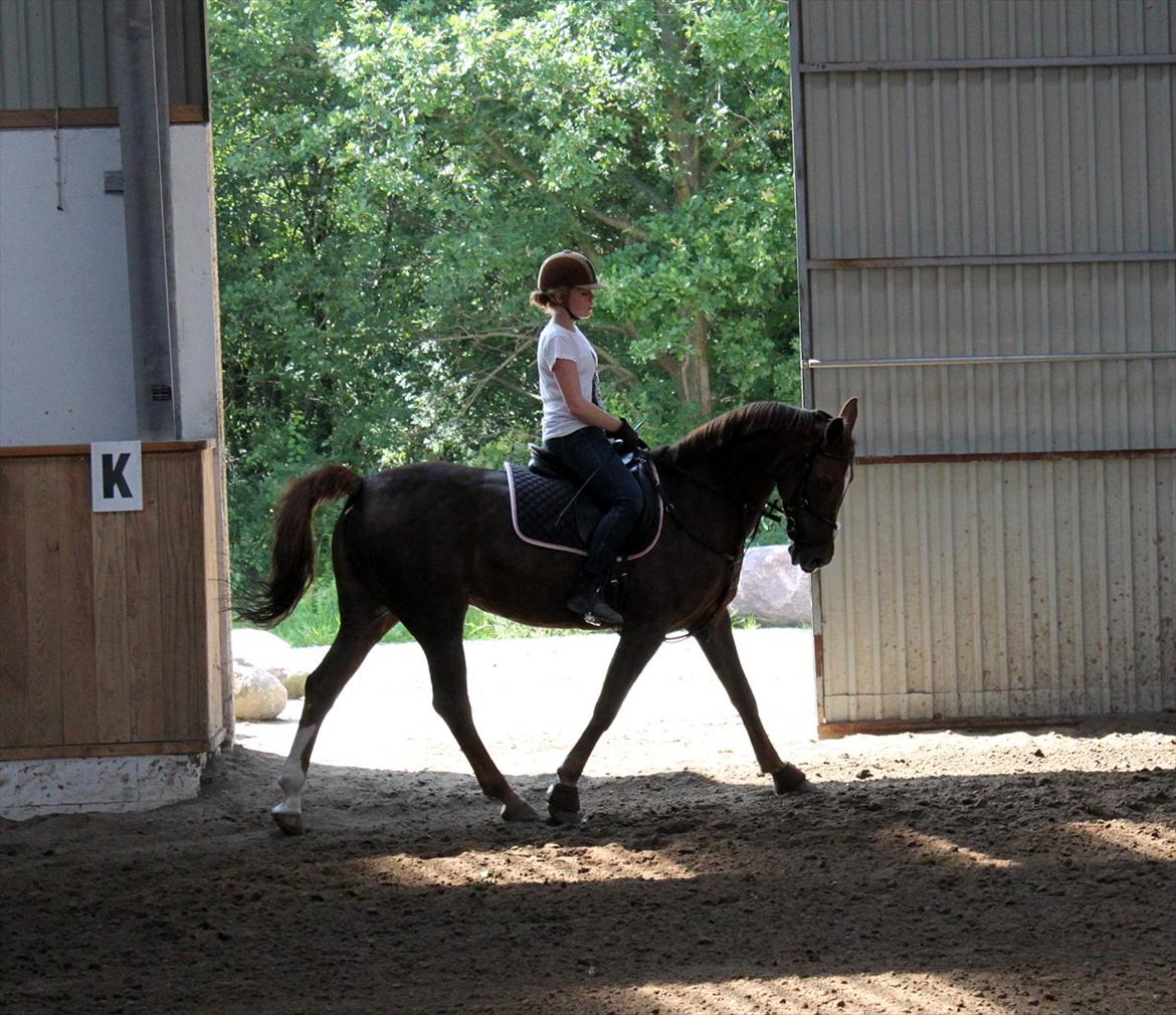 Anden særlig race Sabrina.. PASSER! R.I.P<3 billede 18