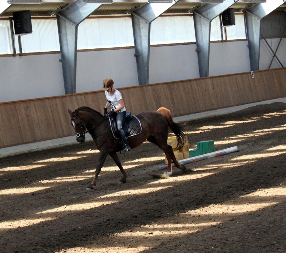 Anden særlig race Sabrina.. PASSER! R.I.P<3 billede 20