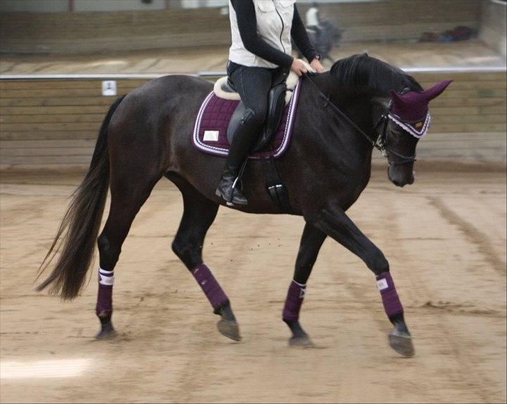 Holstener Bjerglunds Cassiane billede 4