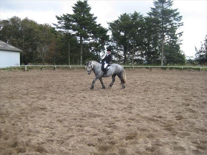 Fell pony Lundesdale Paddy billede 2