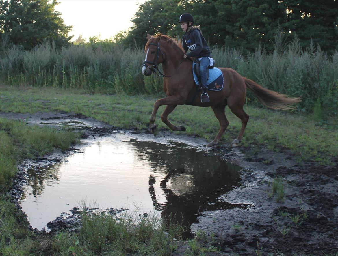 DSP Lejaro Rouge billede 11