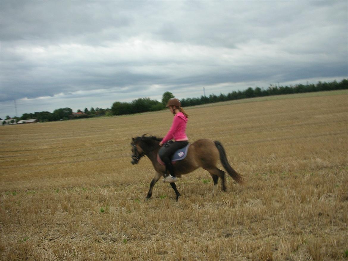 Welsh Mountain (sec A) pixeline star light ( Tidl. pony) billede 10