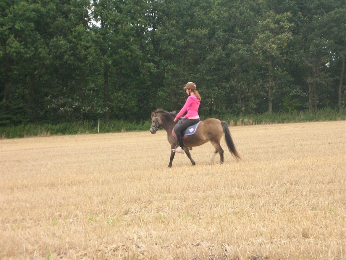 Welsh Mountain (sec A) pixeline star light ( Tidl. pony) billede 11