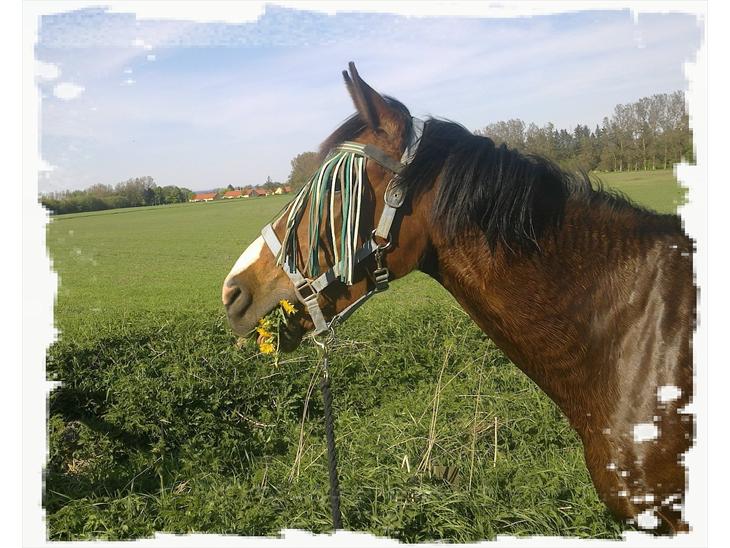 Anden særlig race Lazal << SOLGT >> - velkommen til Lazals profil :) billede 1