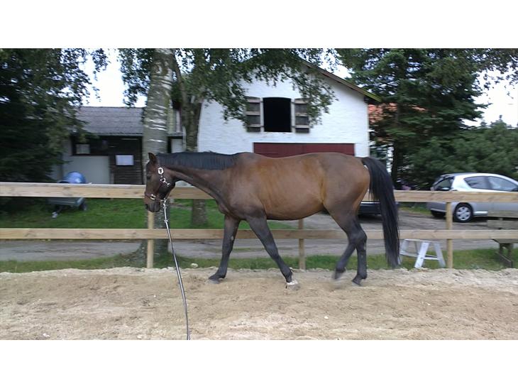 {{currentPhoto.altText}} billede {{currentPhoto.number}}