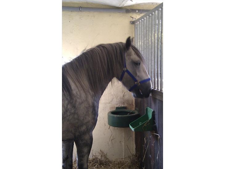 Fell pony Lundesdale Paddy billede 1