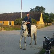 Hollandsk Sportspony Moonlight ( RIDESKOLE PONY )