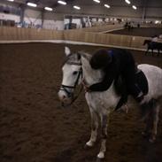 Hollandsk Sportspony Moonlight ( RIDESKOLE PONY )