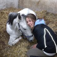 Hollandsk Sportspony Moonlight ( RIDESKOLE PONY )