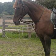 Oldenborg Sonny  <3 Savner min piige!