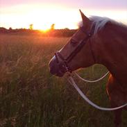 Haflinger Nina 