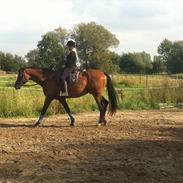 Dansk Varmblod Rubin