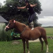 Anden særlig race Misty