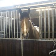 Dansk Varmblod Milano Melody