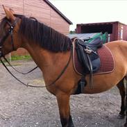 Anden særlig race Asja