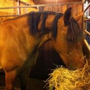 Anden særlig race Asja