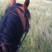 Anden særlig race Asja