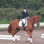 Dansk Varmblod Casper Lyng