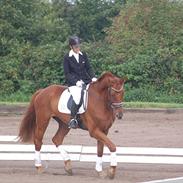 Dansk Varmblod Casper Lyng