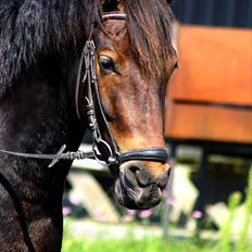 Anden særlig race Felix - B-pony