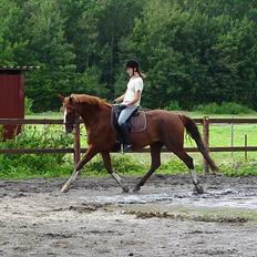 Frederiksborg Zaini Brentedal