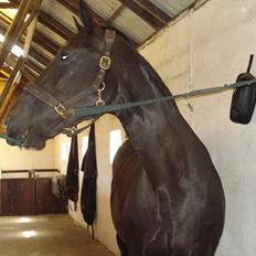 Dansk Varmblod Schaløer  (solgt)