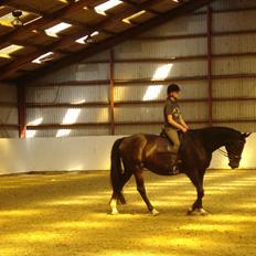 Dansk Varmblod Schaløer  (solgt)