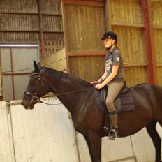 Dansk Varmblod Schaløer  (solgt)