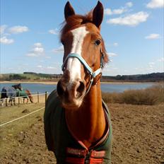 Anden særlig race Power *savnet*