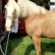 Haflinger Max 