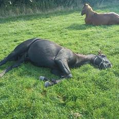 Traver Ikaros Herve - R.I.P