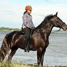 Anden særlig race Noir Rêver *himmelhest*