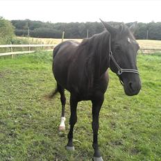 Traver Nina Corleone(Solgt)