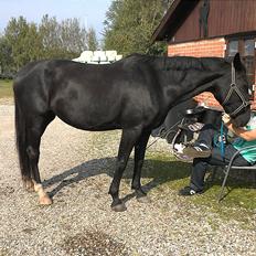 Traver Nina Corleone(Solgt)