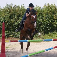 Hollandsk Varmblod Amigor (sendt tilbage) :'/