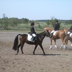 Anden særlig race Dixie My Soulmate <3