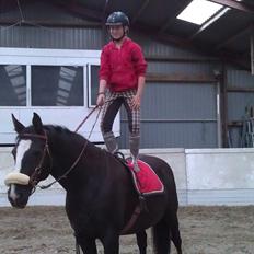 Dansk Varmblod Grace