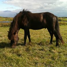 Islænder Vinur fra Langdal