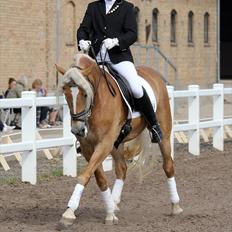 Haflinger Limone