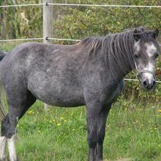 Welsh Mountain (sec A) Prins Casipo*solgt*