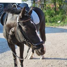 Tysk Sportspony Akrobatin S