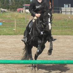 Tysk Sportspony Akrobatin S