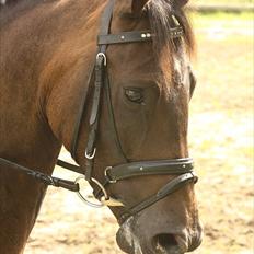 New Forest Holmens Kazai - Solgt