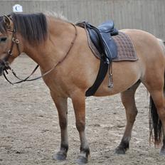 Anden særlig race Lukas  R.I.P