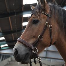 Anden særlig race Lukas  R.I.P